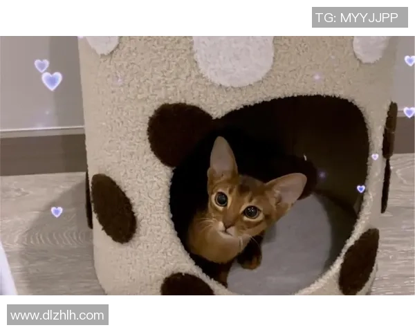 足球明星家庭中的宠物们：他们的生活与快乐瞬间揭秘